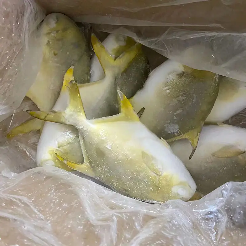 High Quality Frozen Golden Pompano Pomfret Whole Round (5)jsr