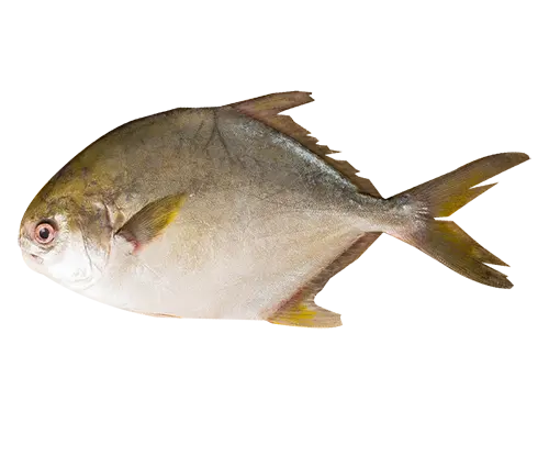 3Frozen Fish Products5z3