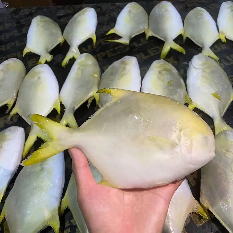 High Quality Frozen Golden Pompano Pomfret Whole Round (4).jpg