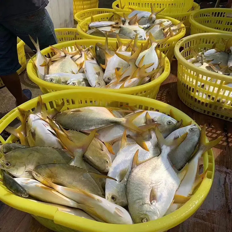 High Quality Frozen Golden Pompano Pomfret Whole Round (2).jpg